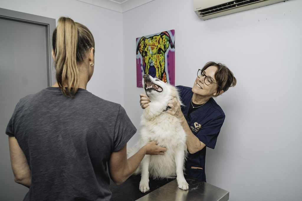 Why We’re Seeing More Skin Allergies in Dogs This Autumn in the Hills District 1 Dog receiving a calm behaviour consultation at Dural Vet by Dr. Eleanor Tuffley