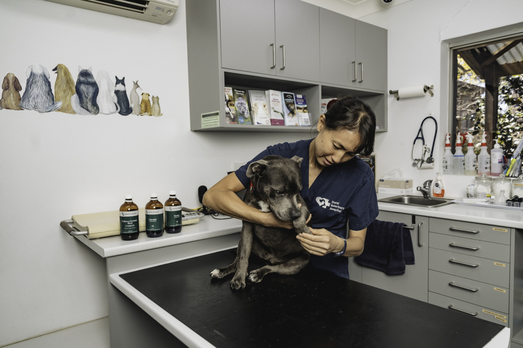 Tick Season in Dural: What Local Pet Owners Need to Know 5 0P6A7961