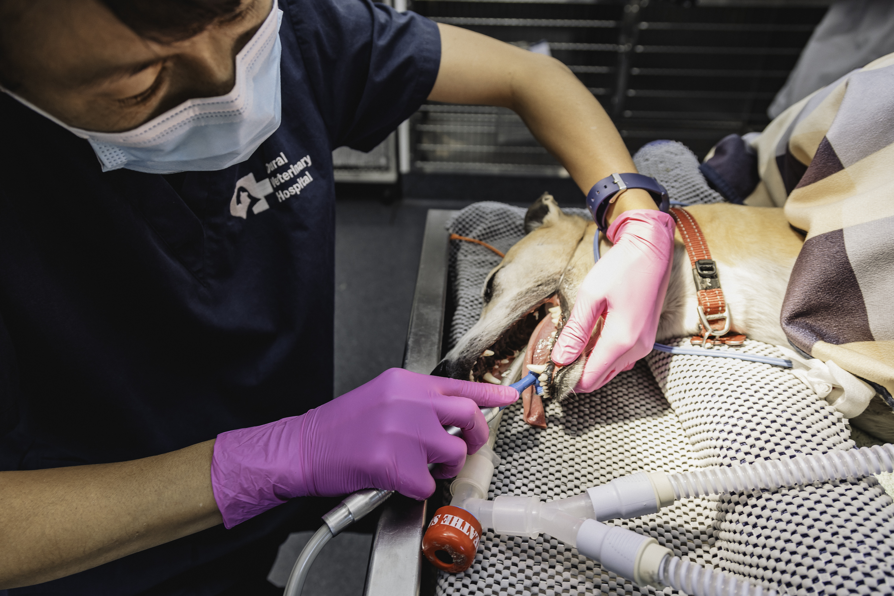 Why Veterinary Dental X-Rays Are Essential for Your Dog’s Smile