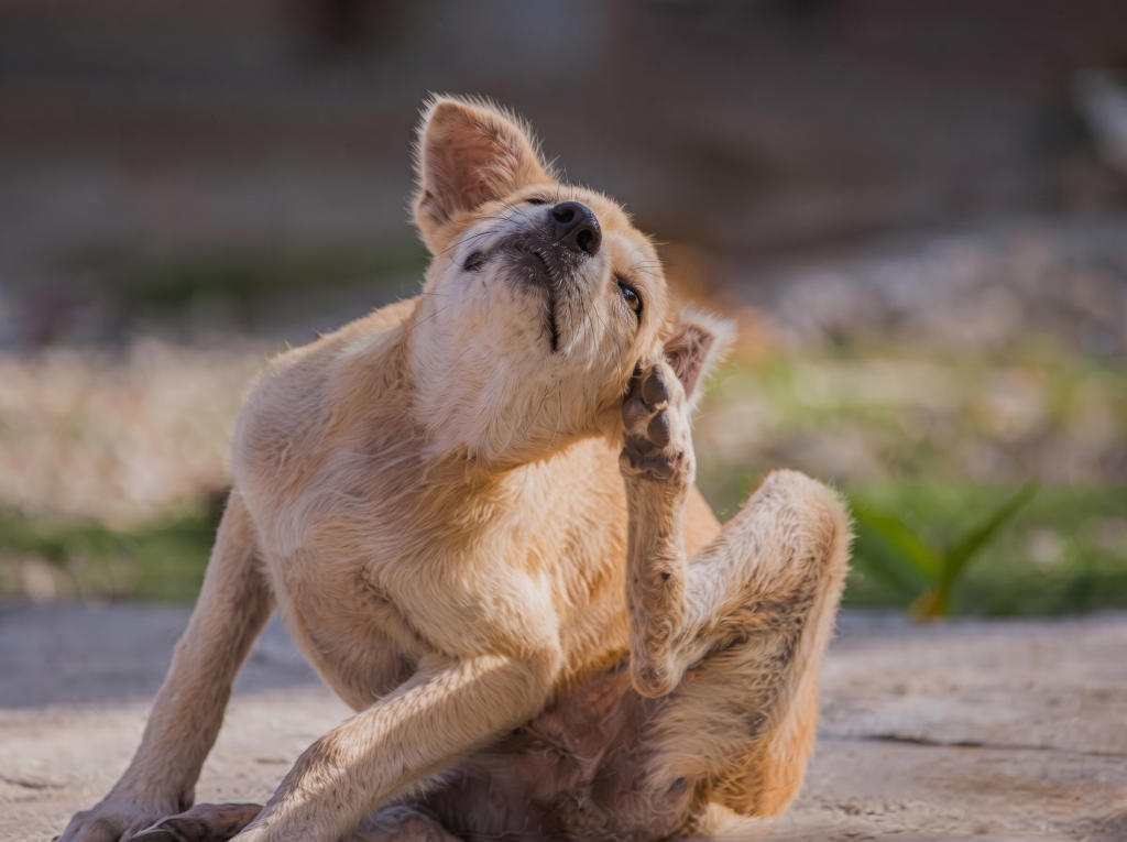Why Is My Dog So Itchy? Understanding Skin Allergies, Sore Ears and Licking Feet 8 Why Is My Dog So Itchy 1