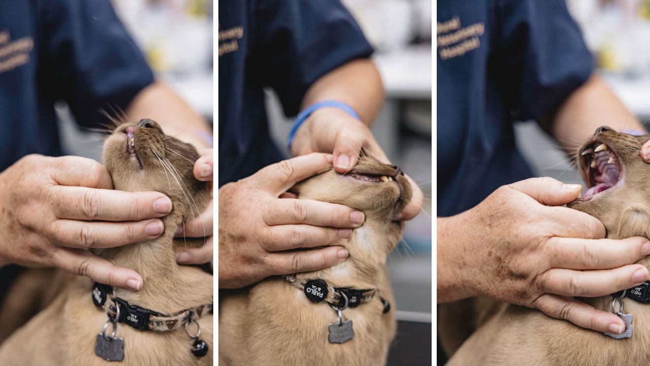 Cat Teeth Cleaning and Dental Surgery in the Hills District: What to Expect