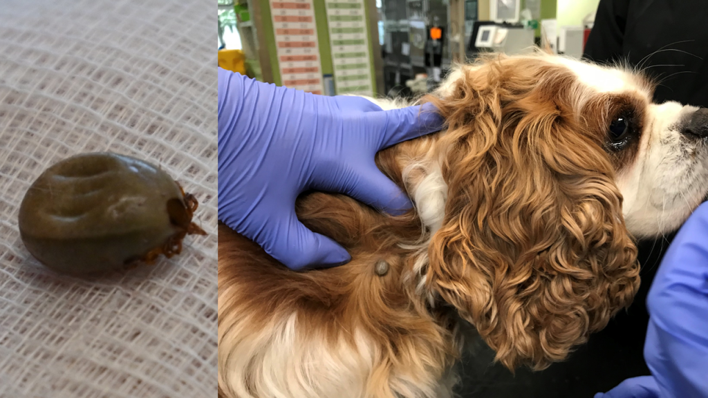 fleas and ticks